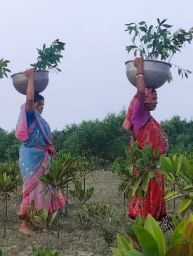 Environment & Climate